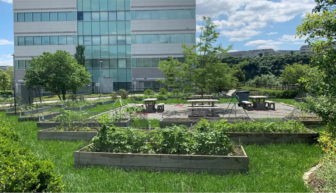 A park and vegetable garden in the foreground with an office building behind